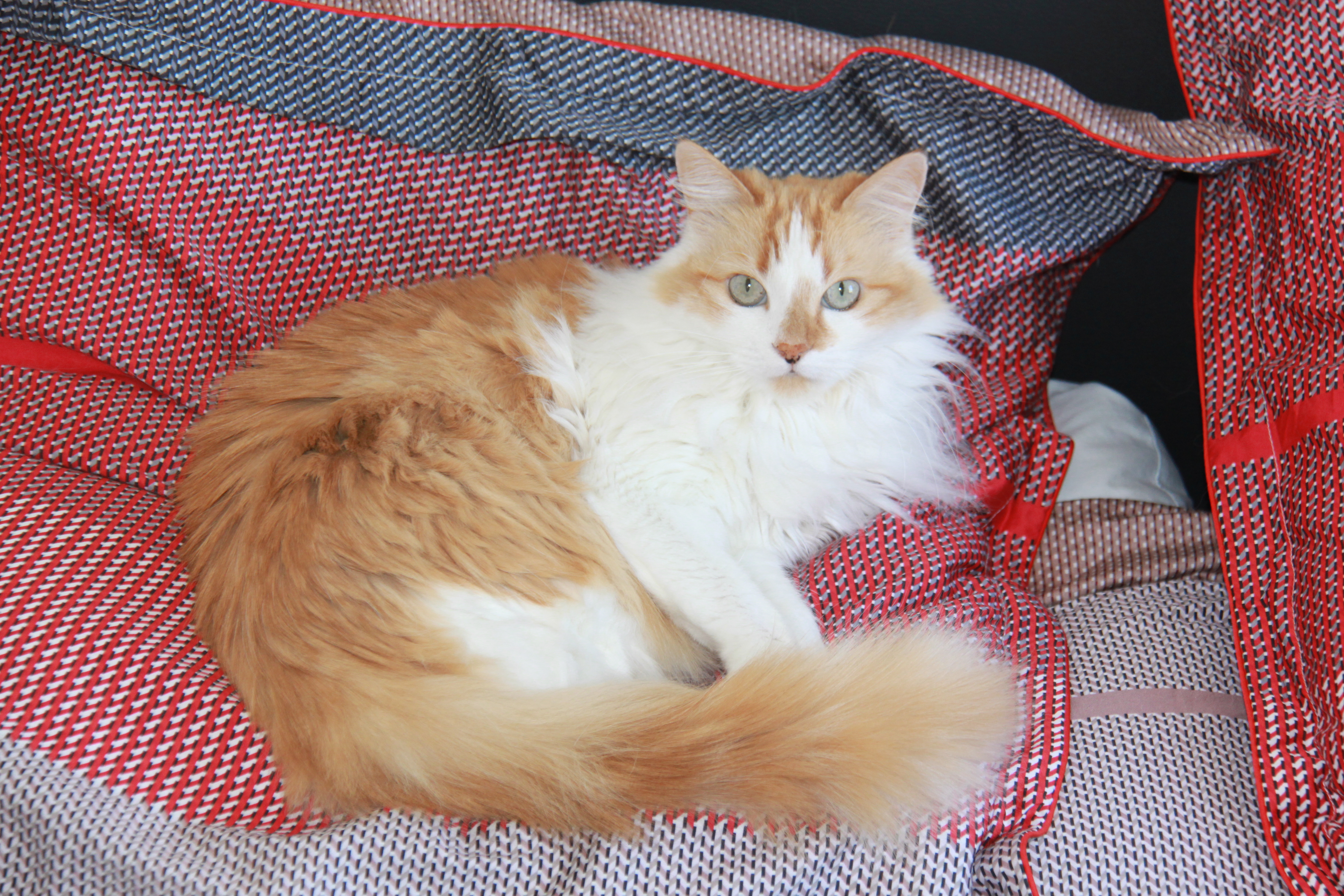 Belle, un chat roux et blanc