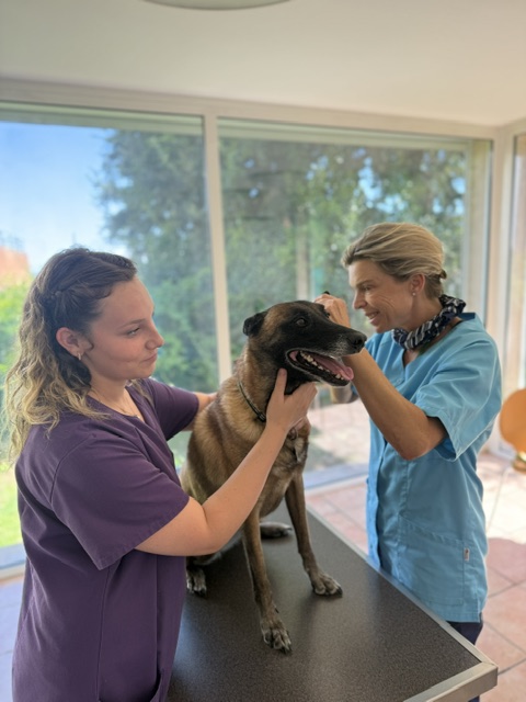 Consultation d'un chien par l'équipe de la clinique vétérinaire