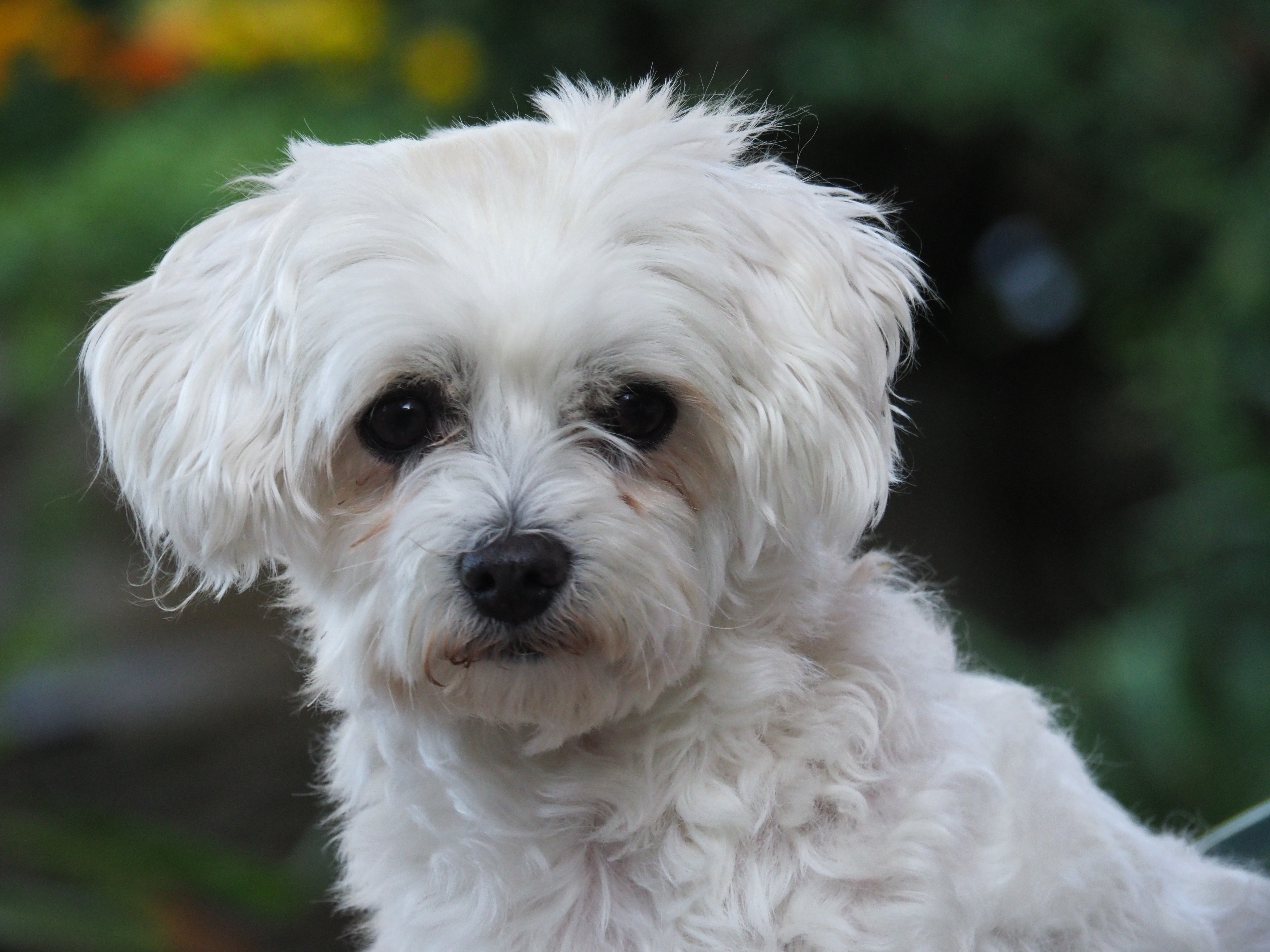 Portrait de Galia, un petit chien blanc